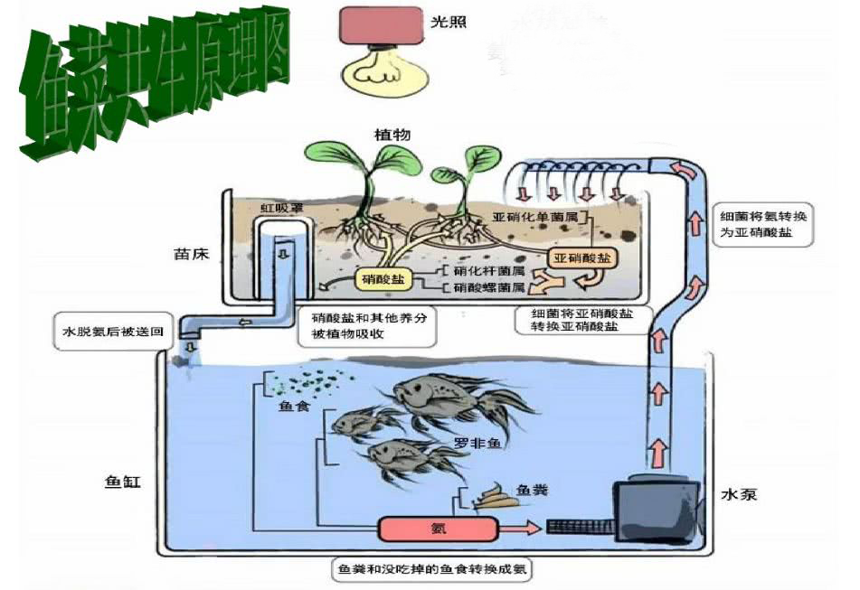 無(wú)土栽培魚(yú)菜共生系統(tǒng).jpg