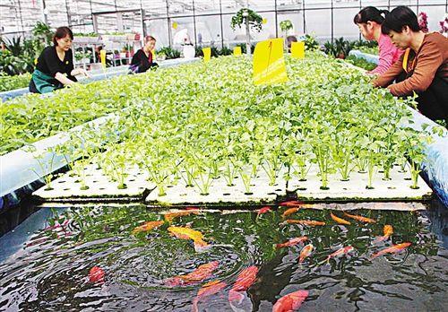 無(wú)土栽培魚(yú)菜共生直接漂浮法.jpg