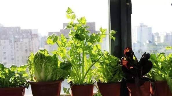 陽臺(tái)葉菜種植.jpg
