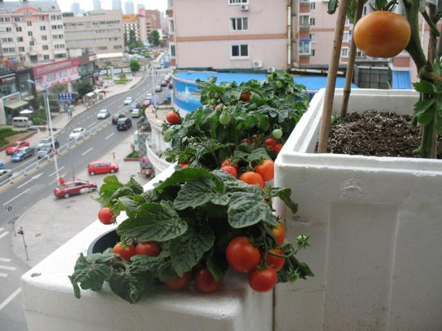 陽臺(tái)茄果類種植.jpg